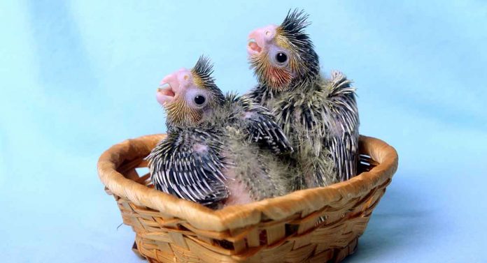 baby cockatiels