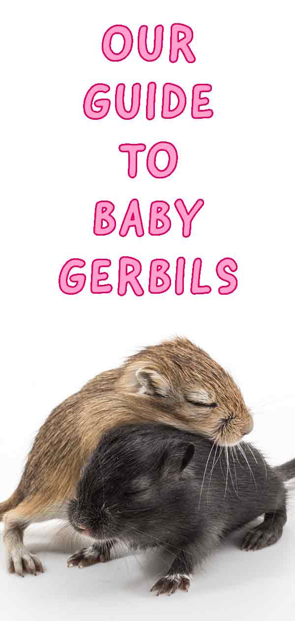 baby gerbils