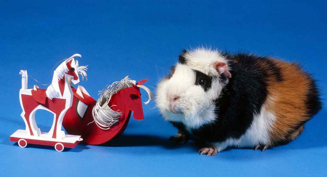 Best Guinea Pig Supplies Everything Your Little Pets Need