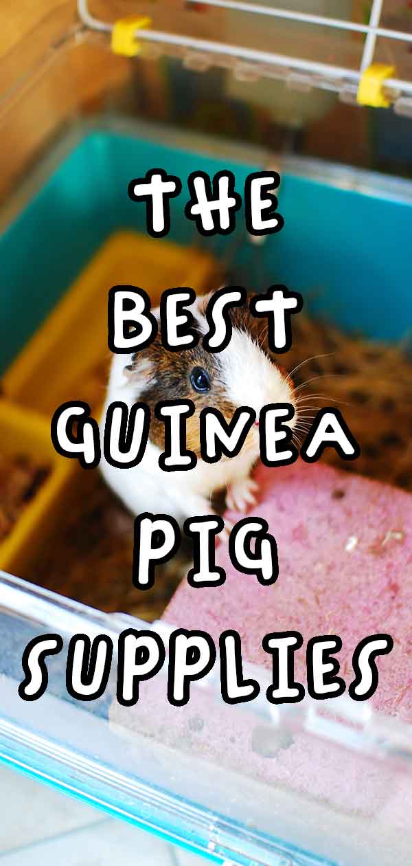 best guinea pig supplies