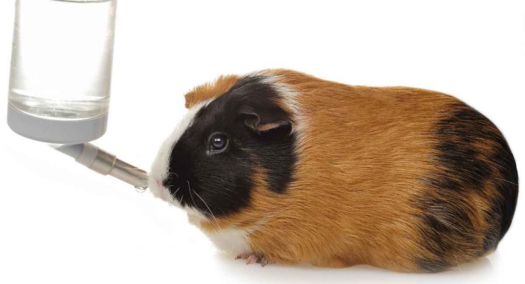 Best Guinea Pig Water Bottle Stop The Leaks And Beat The Frost