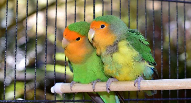 Best Lovebird Cage Options - Happy Homes For Birds