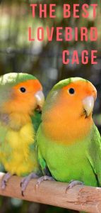 Best Lovebird Cage Options - Happy Homes For Birds