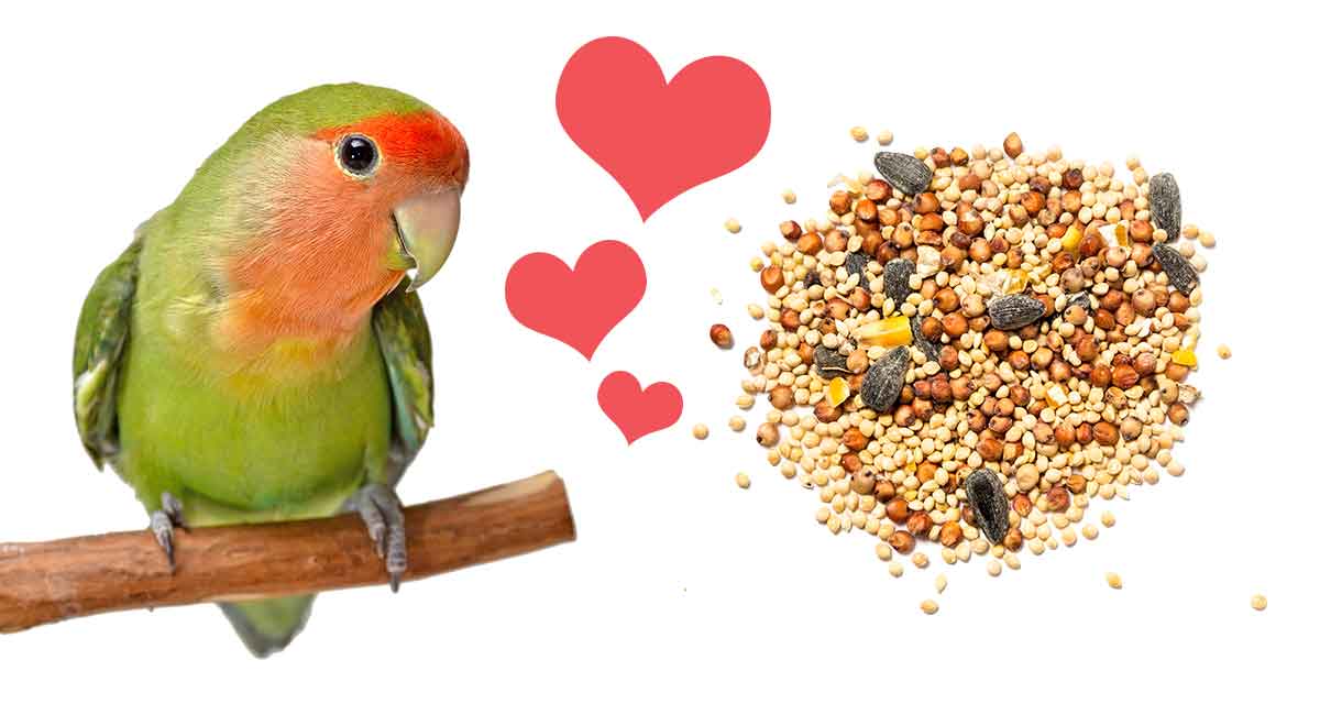 what is the food of love birds
