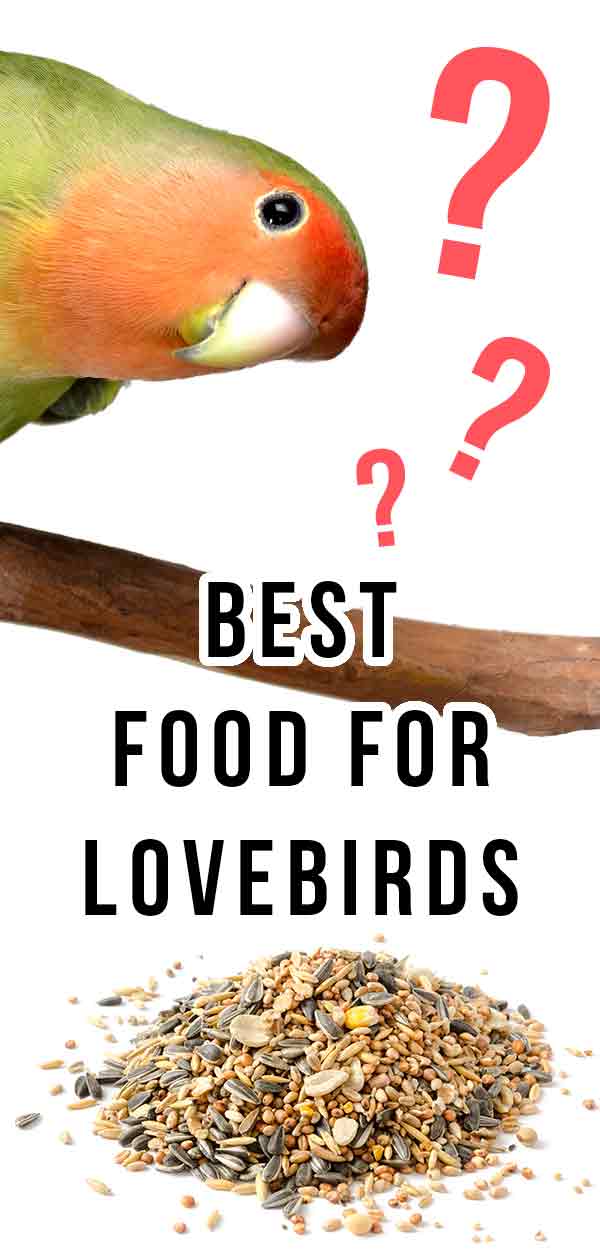 love birds food items