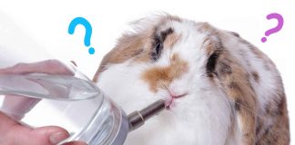 what are the best rabbit water bottles?