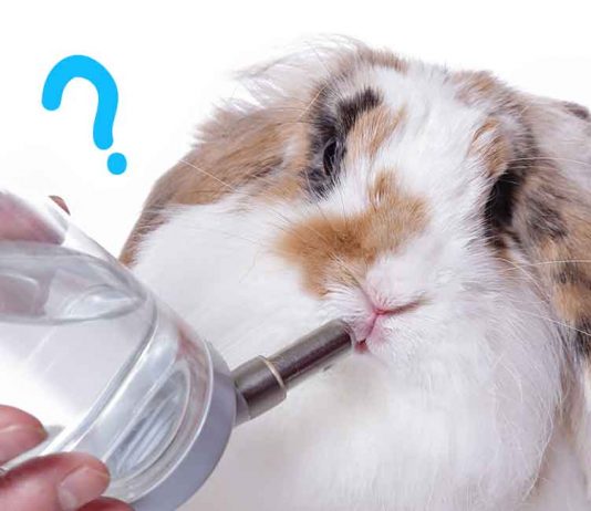 what are the best rabbit water bottles?