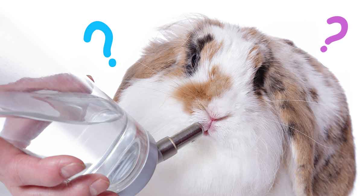 leak proof rabbit water bottle