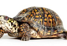 Box Turtle Pet Facts - 22 Amazing Things About Box Turtles