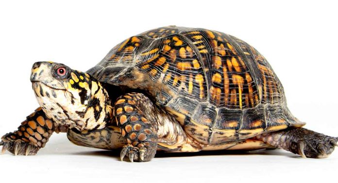 box turtle lifespan