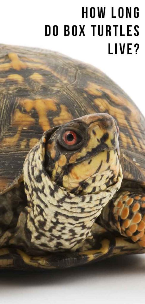 Box Turtle Lifespan - How Long Do Box Turtles Live?