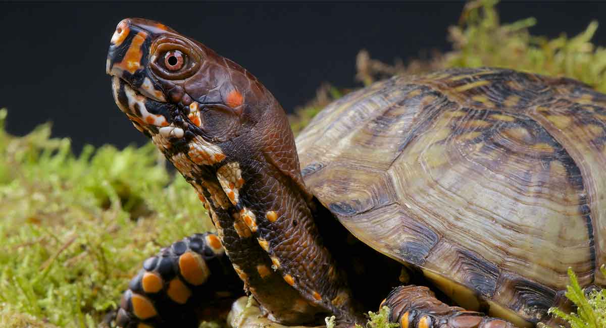 Box Turtle Pet Facts - 22 Amazing Things About Box Turtles