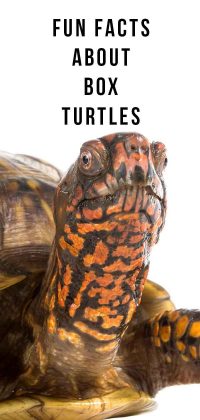 Box Turtle Pet Facts - 22 Amazing Things About Box Turtles