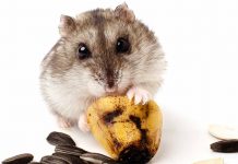 can hamsters eat whole wheat bread