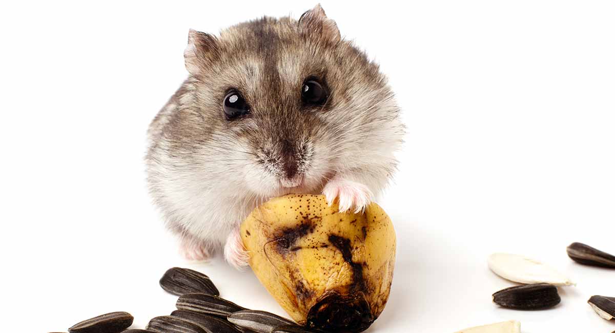 can dwarf hamsters eat bananas