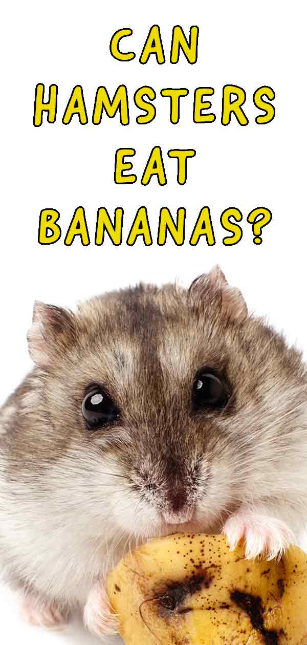 can dwarf hamsters eat bananas