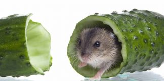 can hamsters eat cucumber