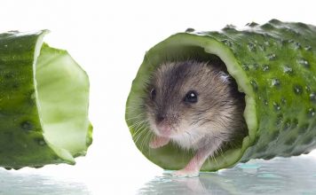 can hamsters eat cucumber