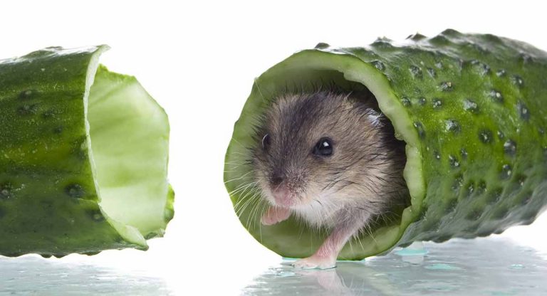 ハムスターはキュウリを食べることができますか？ -食品安全ガイド - Can Hamsters Eat Cucumber Long 768x416