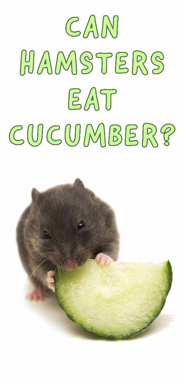 can hamsters eat cucumber