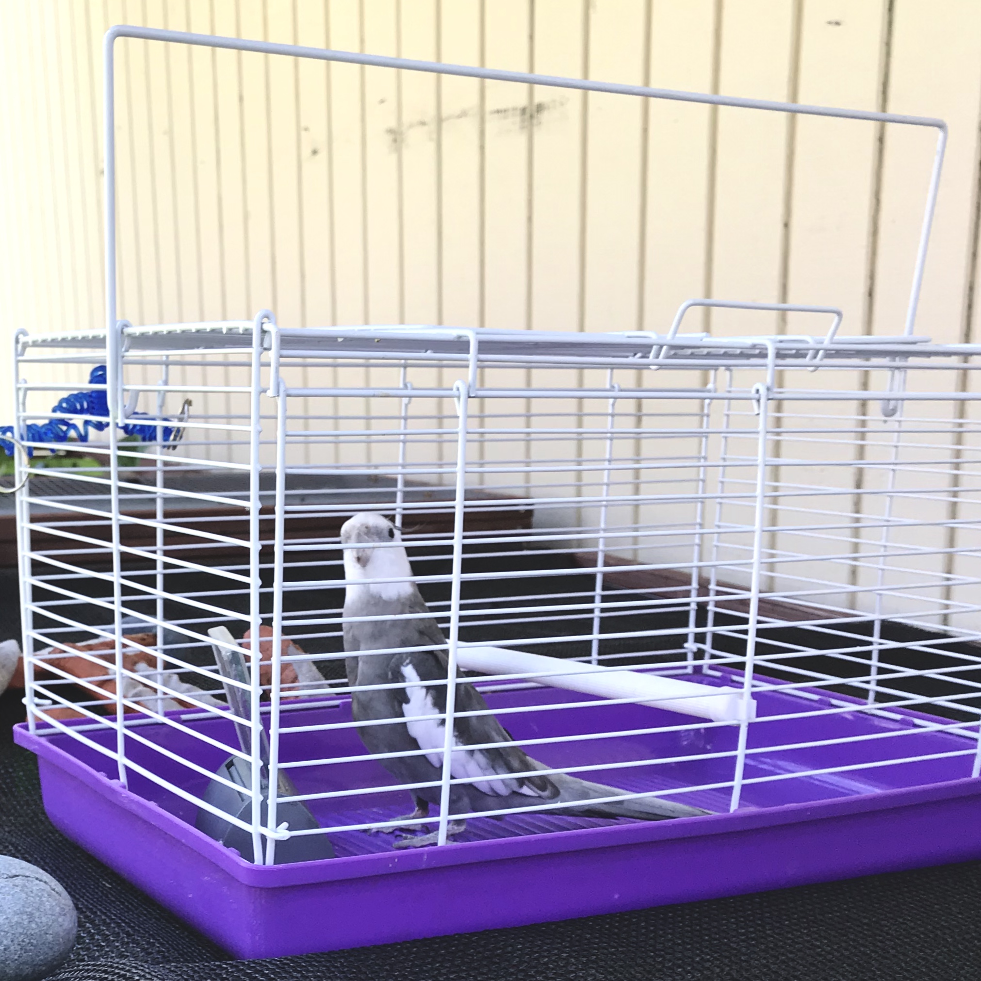 cheap cockatiel cages