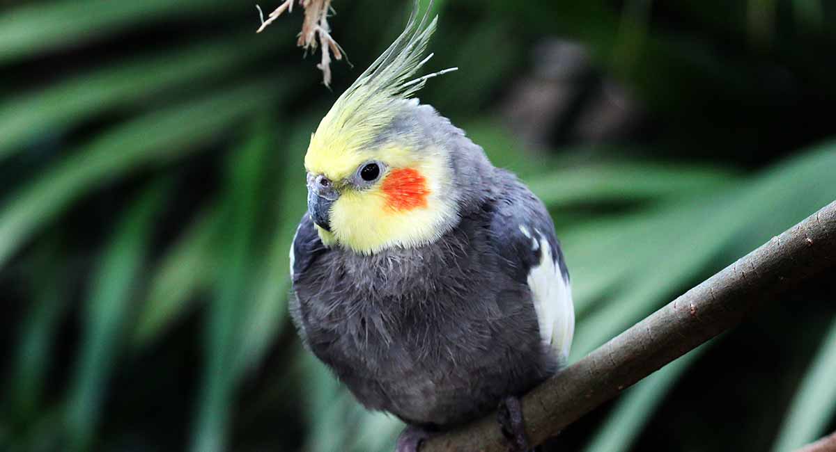 rare cockatiel