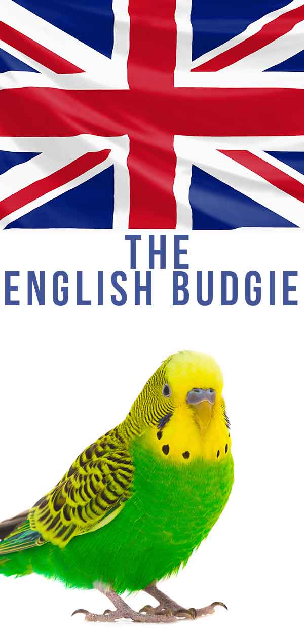 English budgie