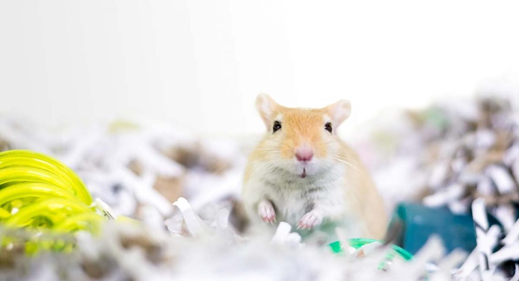 Best Gerbil Bedding For Keeping Them Comfy And Cozy