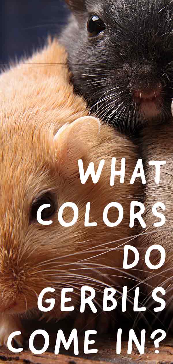 Gerbil Colors, Patterns and Markings