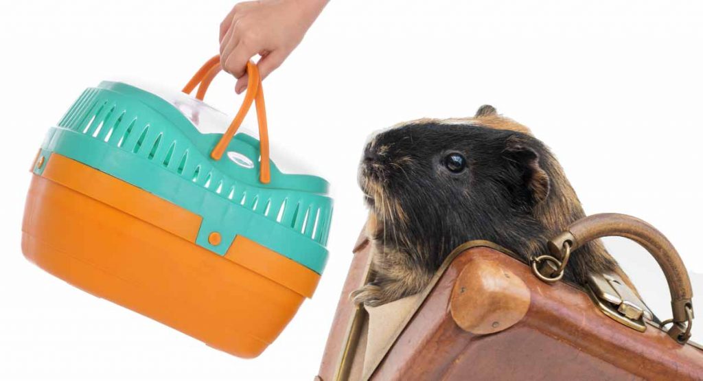 Best Guinea Pig Carrier