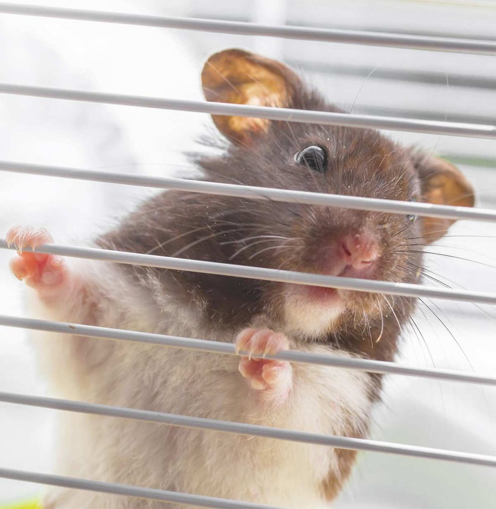 Best Hamster Travel Cage 16 Of The Best For Your PocketSized Pet