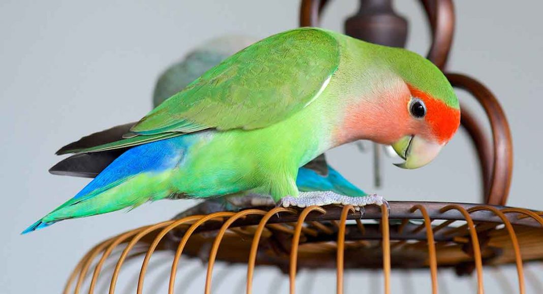 lovebird-lifespan-how-long-do-lovebirds-live