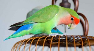 Lovebird Lifespan - How Long Do Lovebirds Live?