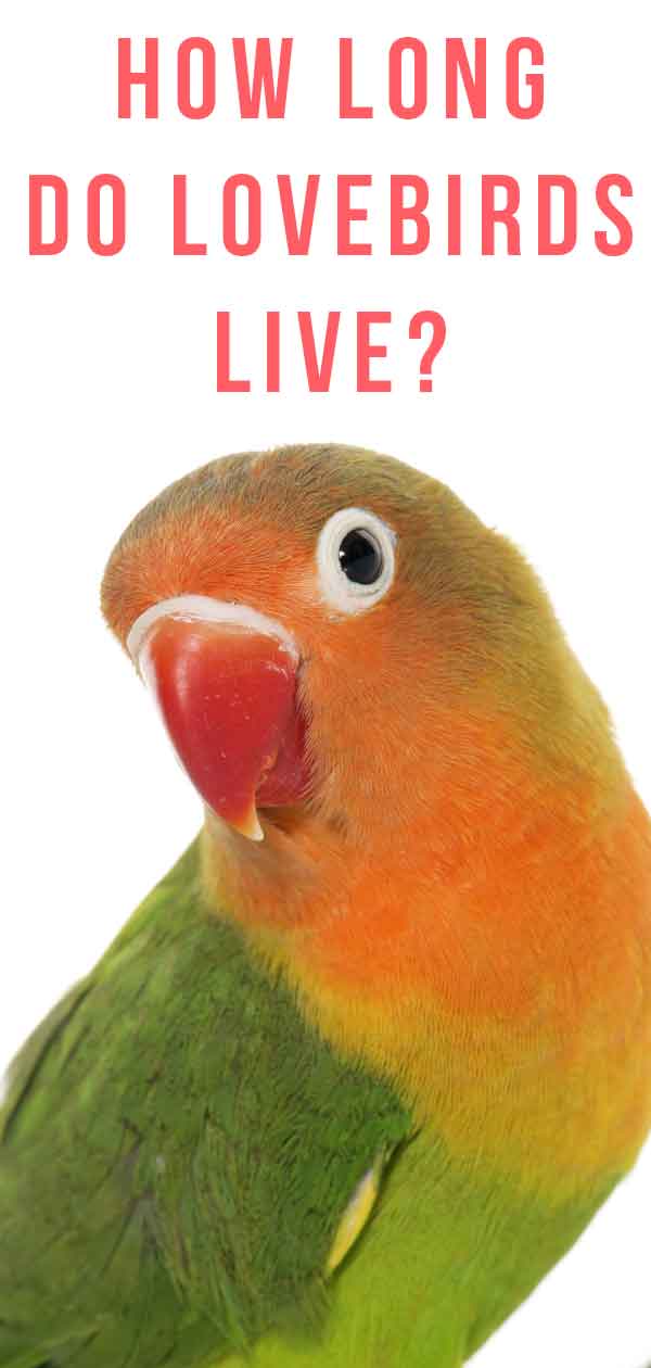 Lovebird Lifespan How Long Do Lovebirds Live