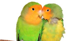 lovebirds as pets
