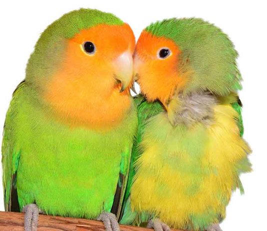 lovebirds as pets