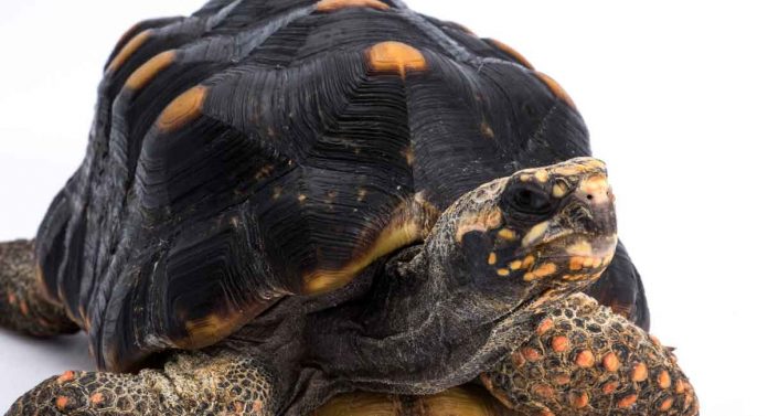 Red Footed Tortoise Lifespan