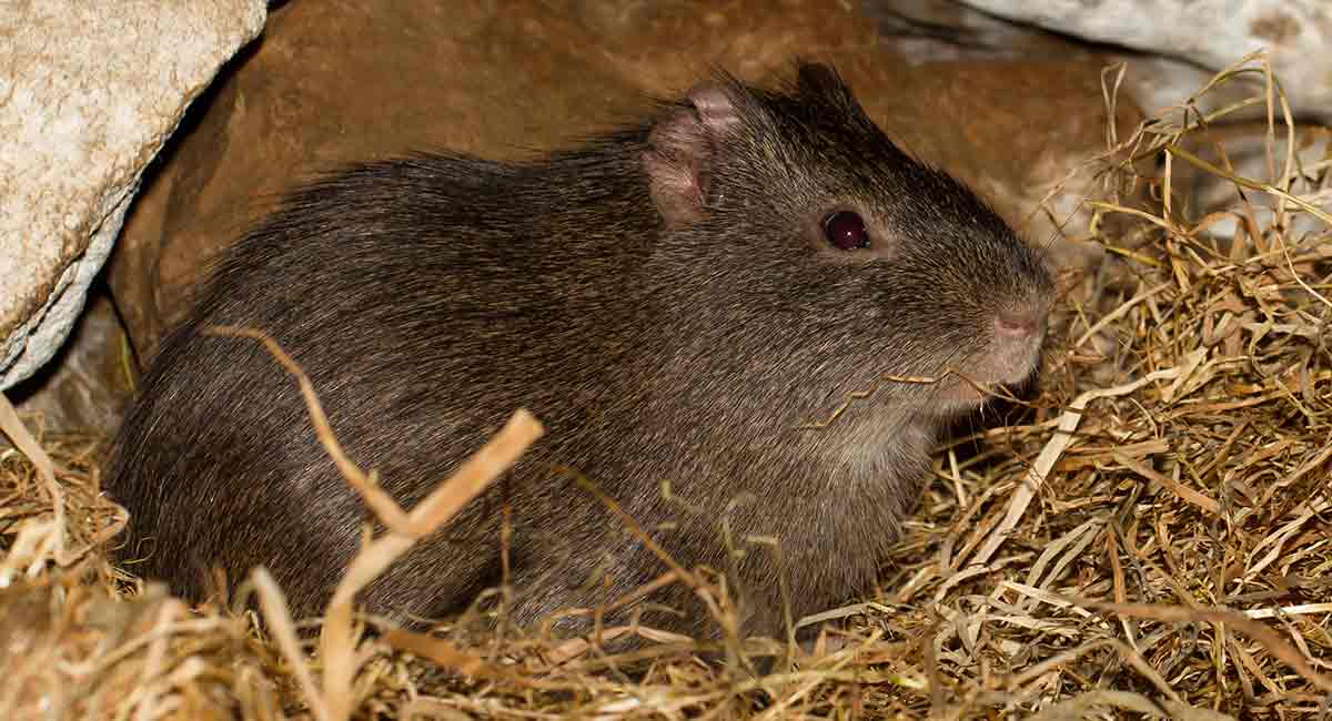 wild guinea pigs