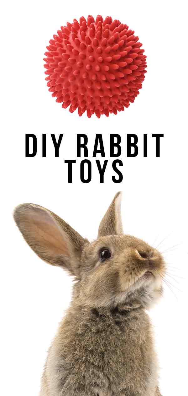 diy rabbit enrichment