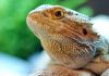 Bearded Dragon Care For Beginners Learn all about bearded dragon care!