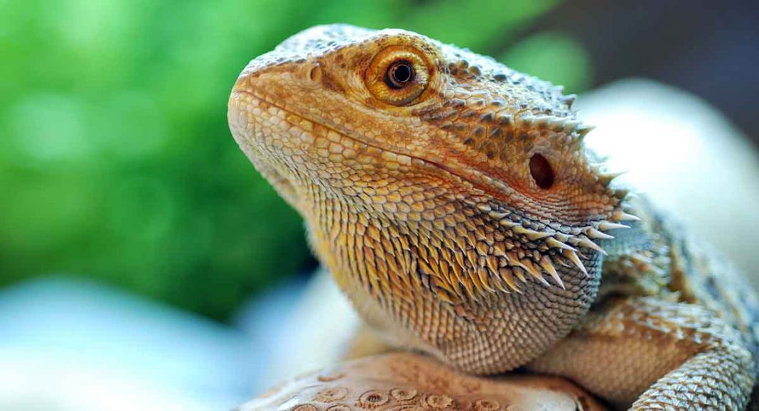 How To Care For A Bearded Dragon - A Simple Bearded Dragon Care Guide