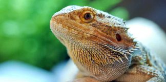 Learn all about bearded dragon care!