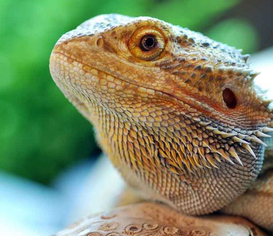Learn all about bearded dragon care!