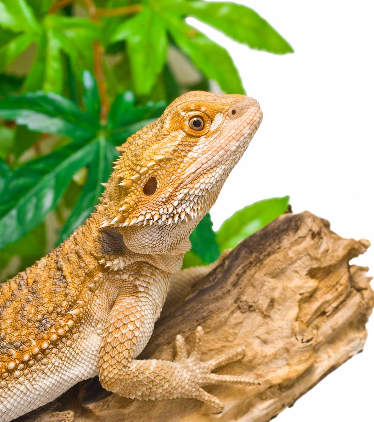Bearded dragon care guide