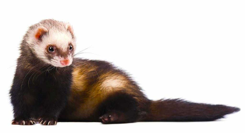 Descented Ferret How To Get Rid Of the Stink And Have A NonFragrant