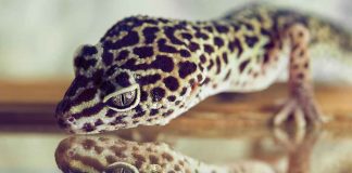 Are you looking at getting a pet gecko?