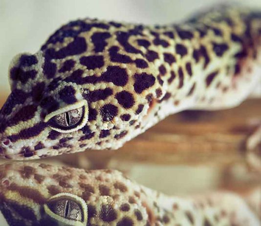 Are you looking at getting a pet gecko?