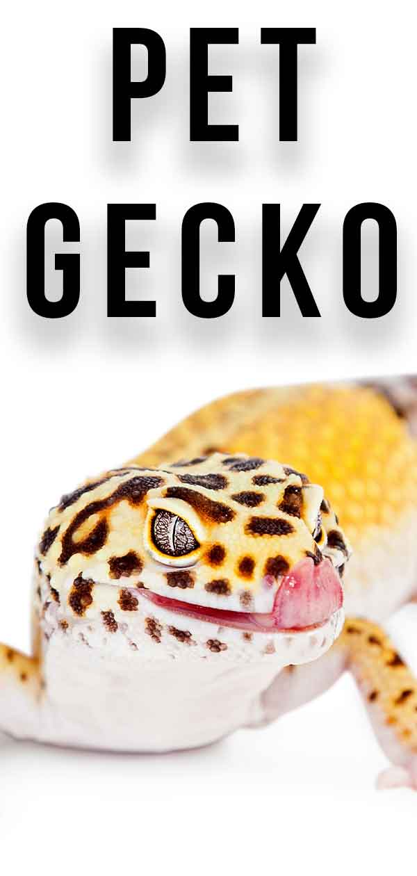 Check out the possibilities of pet geckos!