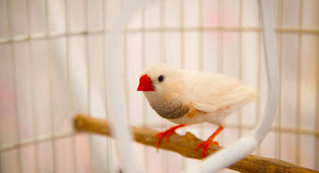 Quiet Pet Birds The Least Noisy Feathery Friends