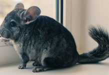 Learn more about sapphire chinchillas